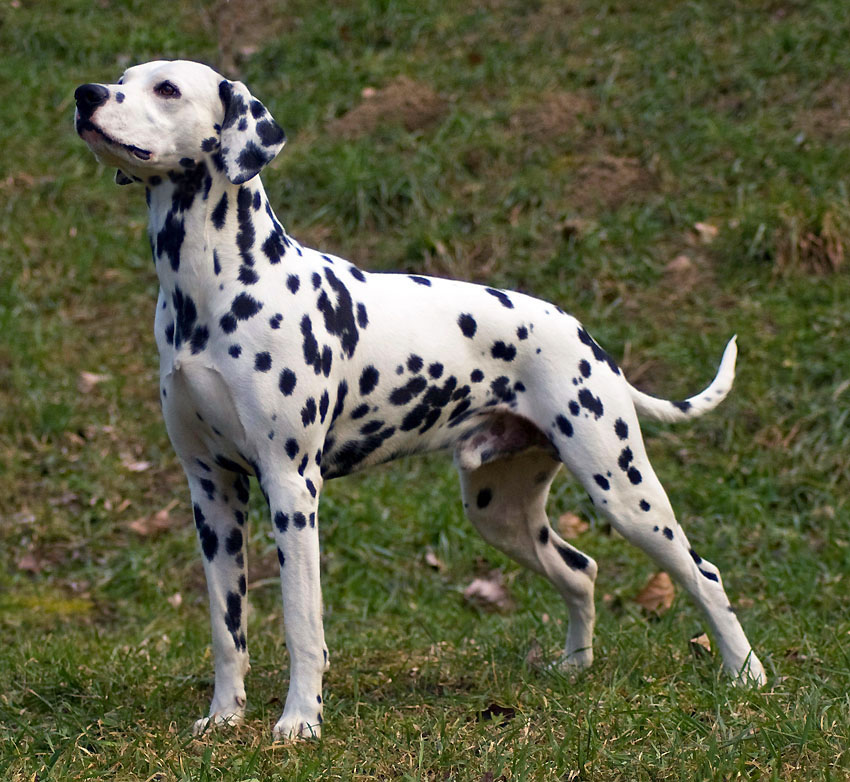 dalmata